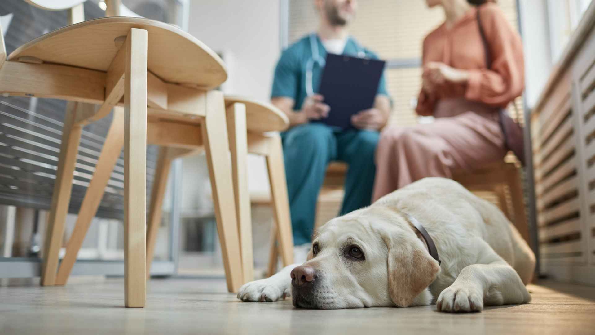 Perro intoxicado necesita carbono activo